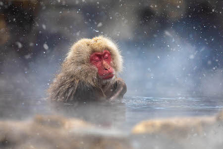 Snow Monkeys & Zenkoji Temple - Take a day off the slopes and visit the famous Japanese Snow Monkeys