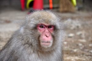 Nagano Snow Monkeys