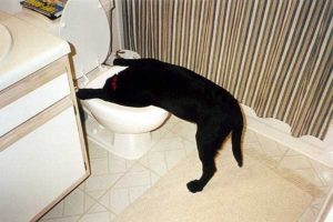 The Do's and Don'ts of Drinking in Japan 3 Sick as a dog
