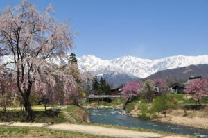Hakuba Cherry Blossoms