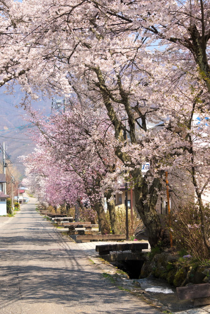 Why You Should Visit Hakuba for Golden Week 1 Visit Hakuba for Golden Week - Shinden Cherry Blossoms