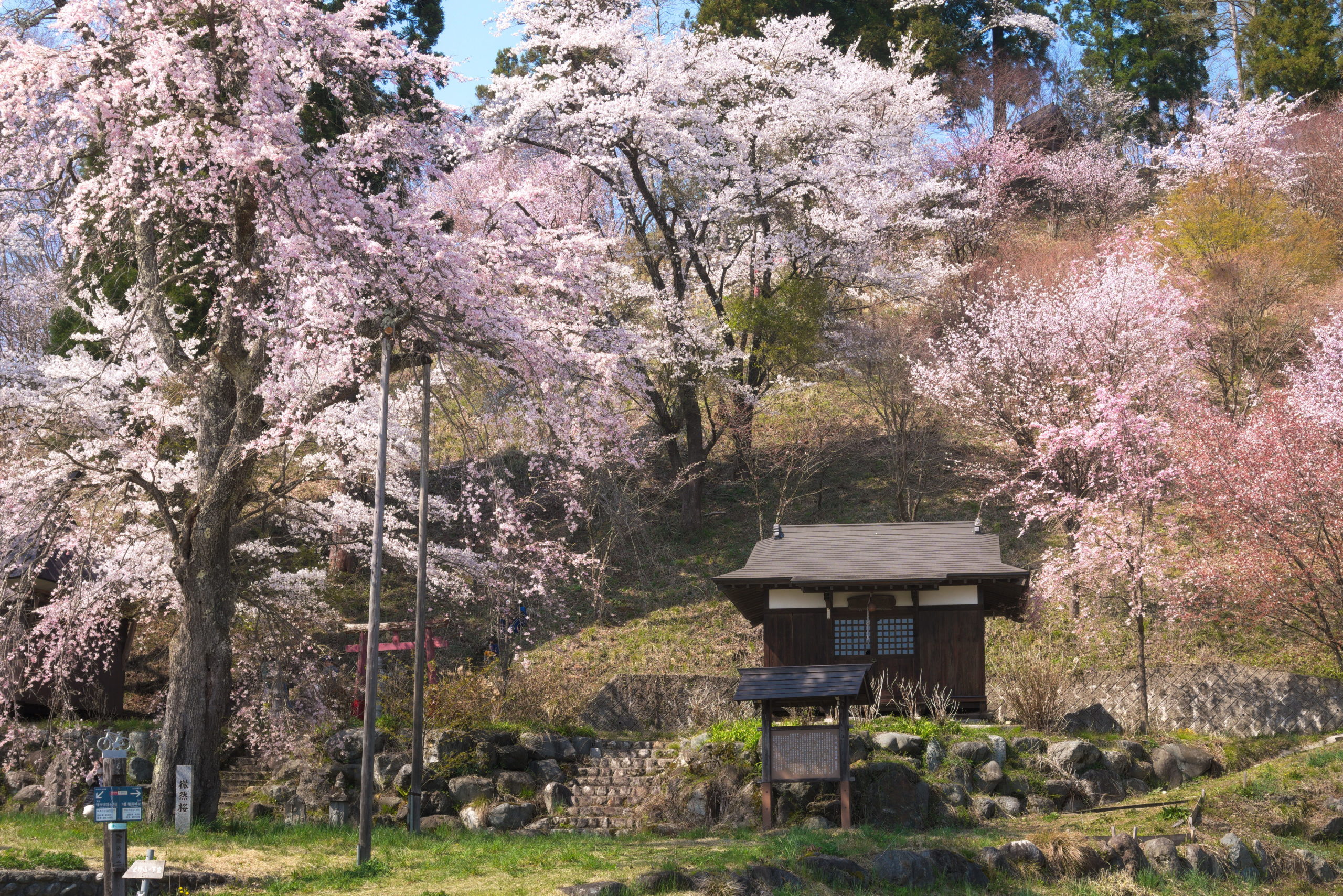 Shinden Shrine Cherry Blossoms