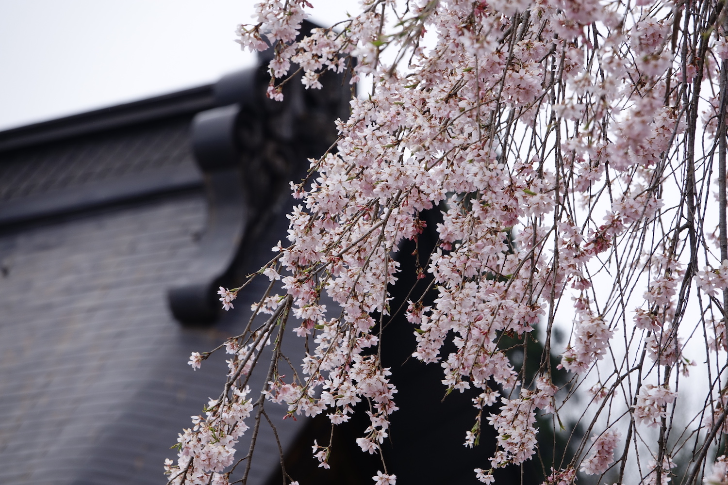 choukokuji cherry blossoms