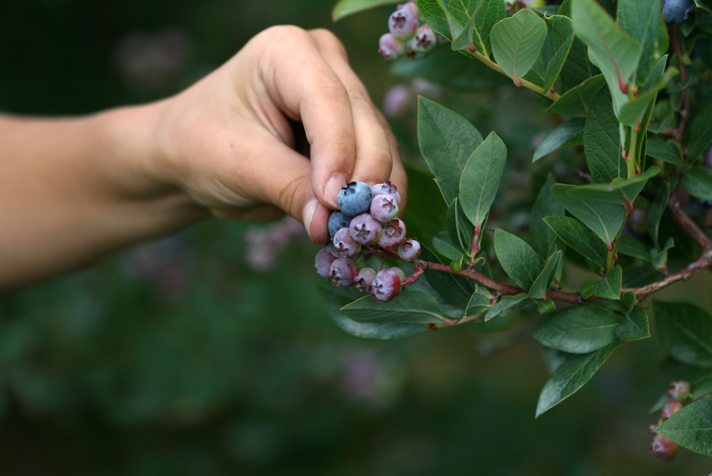 Girl’s Weekend Hakuba - picking_blueberries