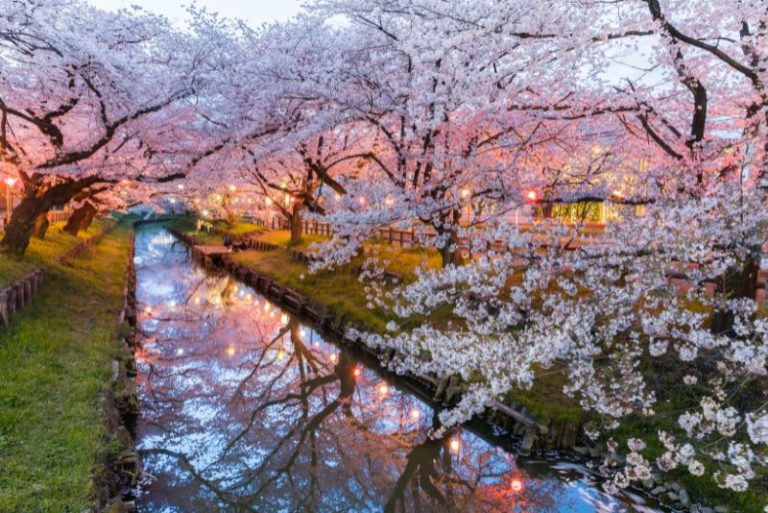 2024 Cherry Blossom Season Japan - Forecast - Feature Image