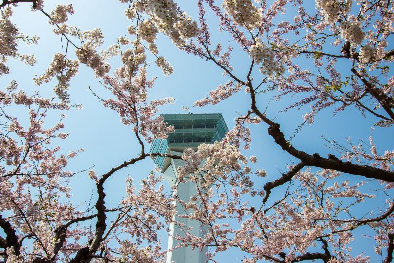 Goryokaku Cherry Blossom