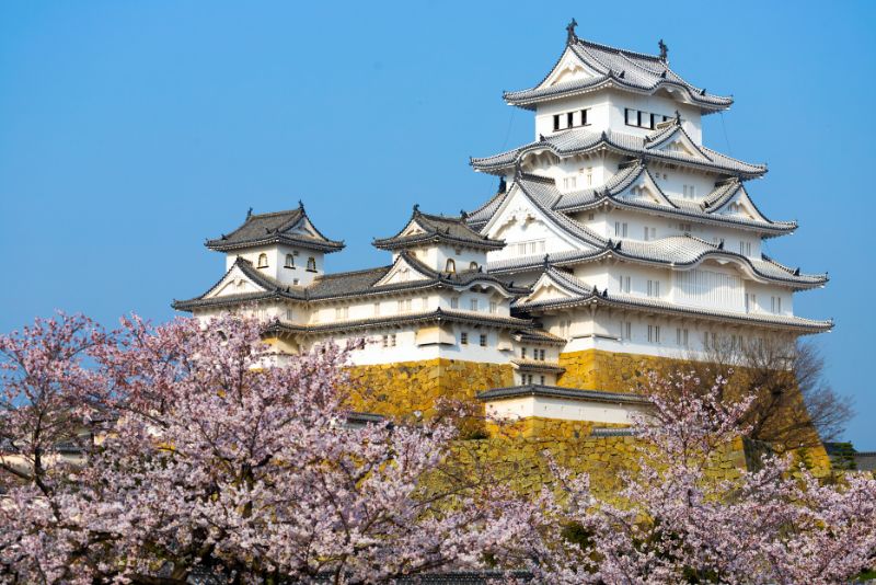 Himeji Castle Cherry Blossom