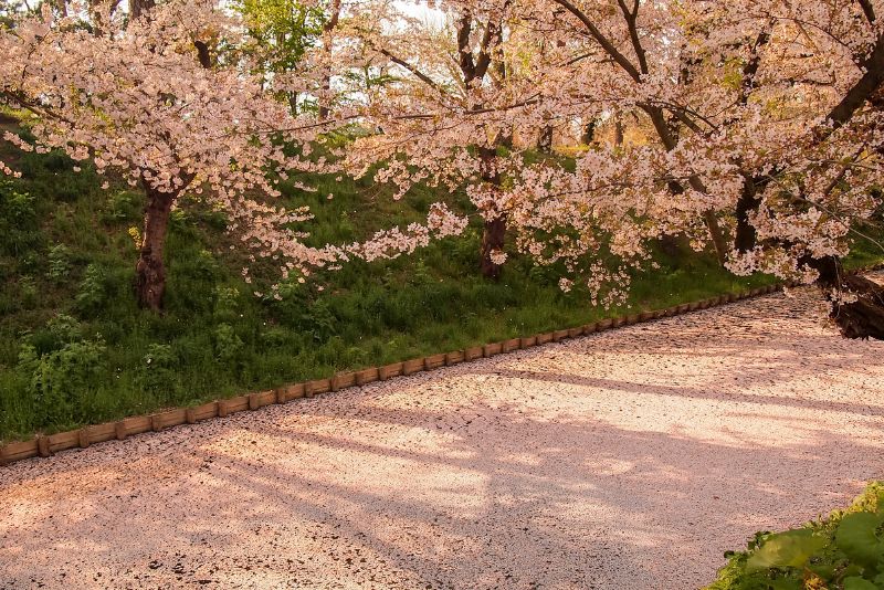 Hirosaki Cherry Blossom