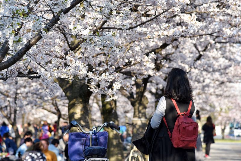 How to View Cherry Blossoms - Hanami