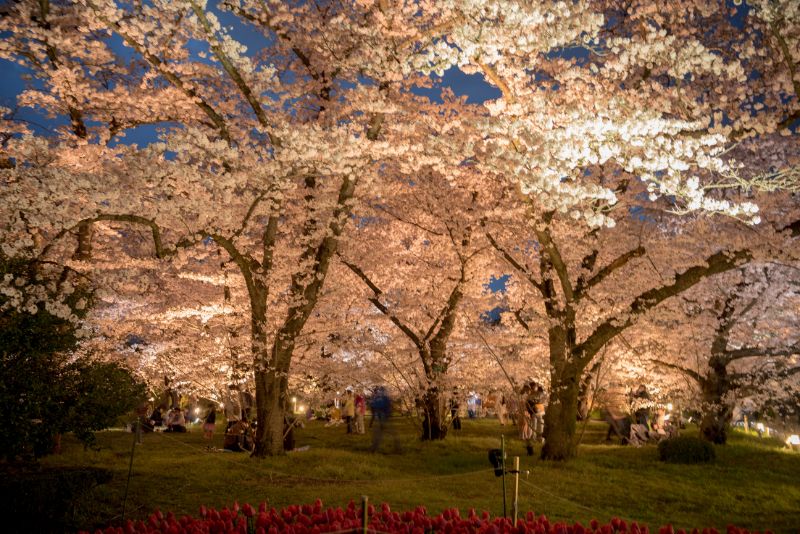 Kyoto Botanical Gardens Cherry Blossom