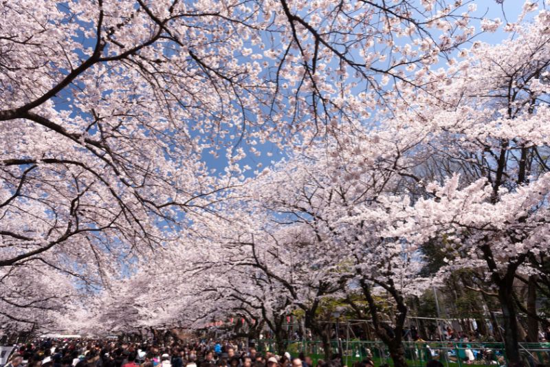 Ueno Cherry Blossom