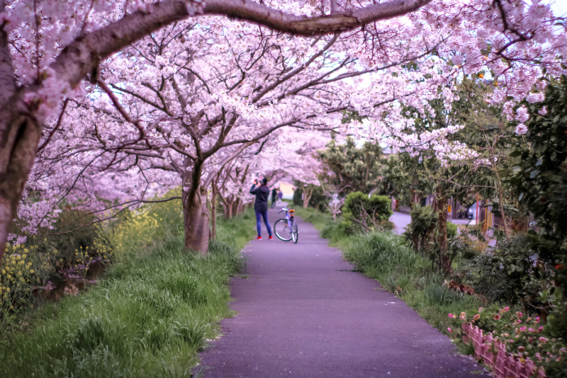 Cycling in Japan - Cherry Blossoms